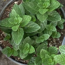Planta Hierba Buena Y Más