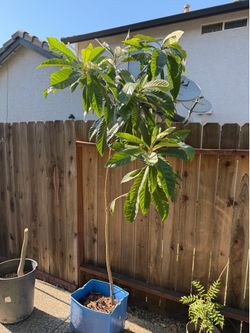 Mispero. Loquat tree 9 feet tall in pot