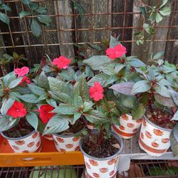 Beautifull Garden Flowers