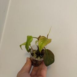Rare Micans Mint