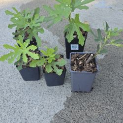 Unnamed Adriatic/strawberry fig rooted cuttings