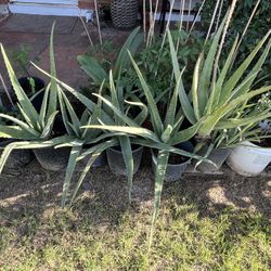 Part Four Of The Many Plants