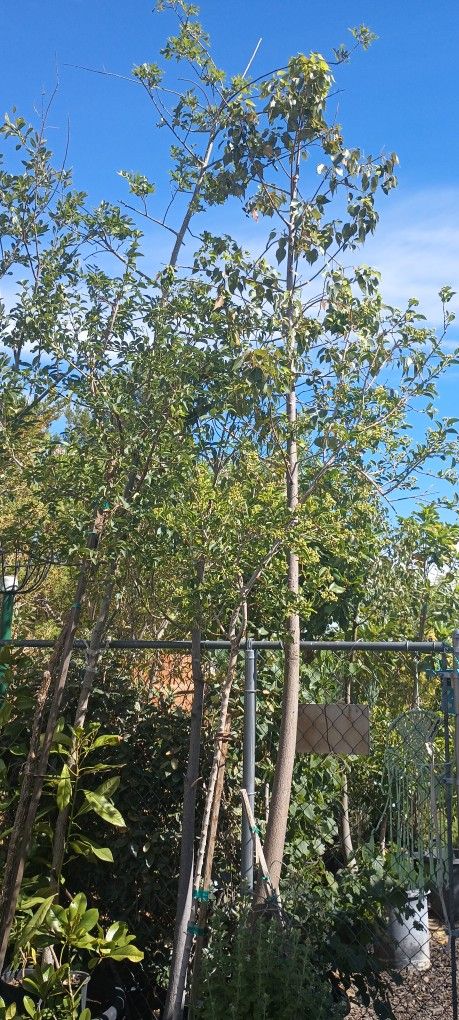 Shade Trees.