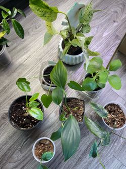 7 indoor plants $25