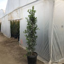 15 Gallon 6 FT Ficus Laurels 