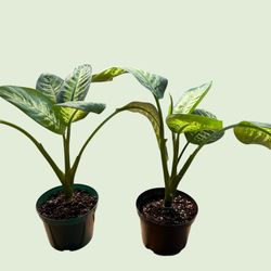 Dieffenbachia ‘tropic snow’ in 6” pots