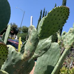 Nopal  Cactus Plant 25 Gallon Container 