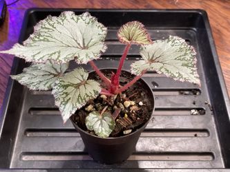 Rex Begonia
