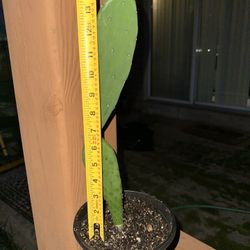 Cactus Plant