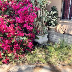 Fake Potted Plants 