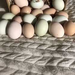 Fresh Chicken Eggs