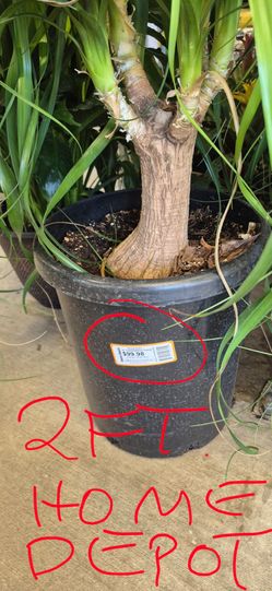 "MY PLANT IS CHEAPER THAN HOME DEPOT" Large Ponytail Palm in Red Ceramic Pot