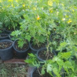 Yellow Bell Arbusto