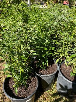 Variedad de chiles