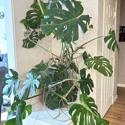 Monstera