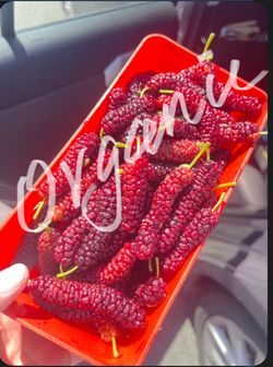 Organic Mulberries Plant
