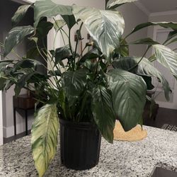 Large Peace Lily Plant 