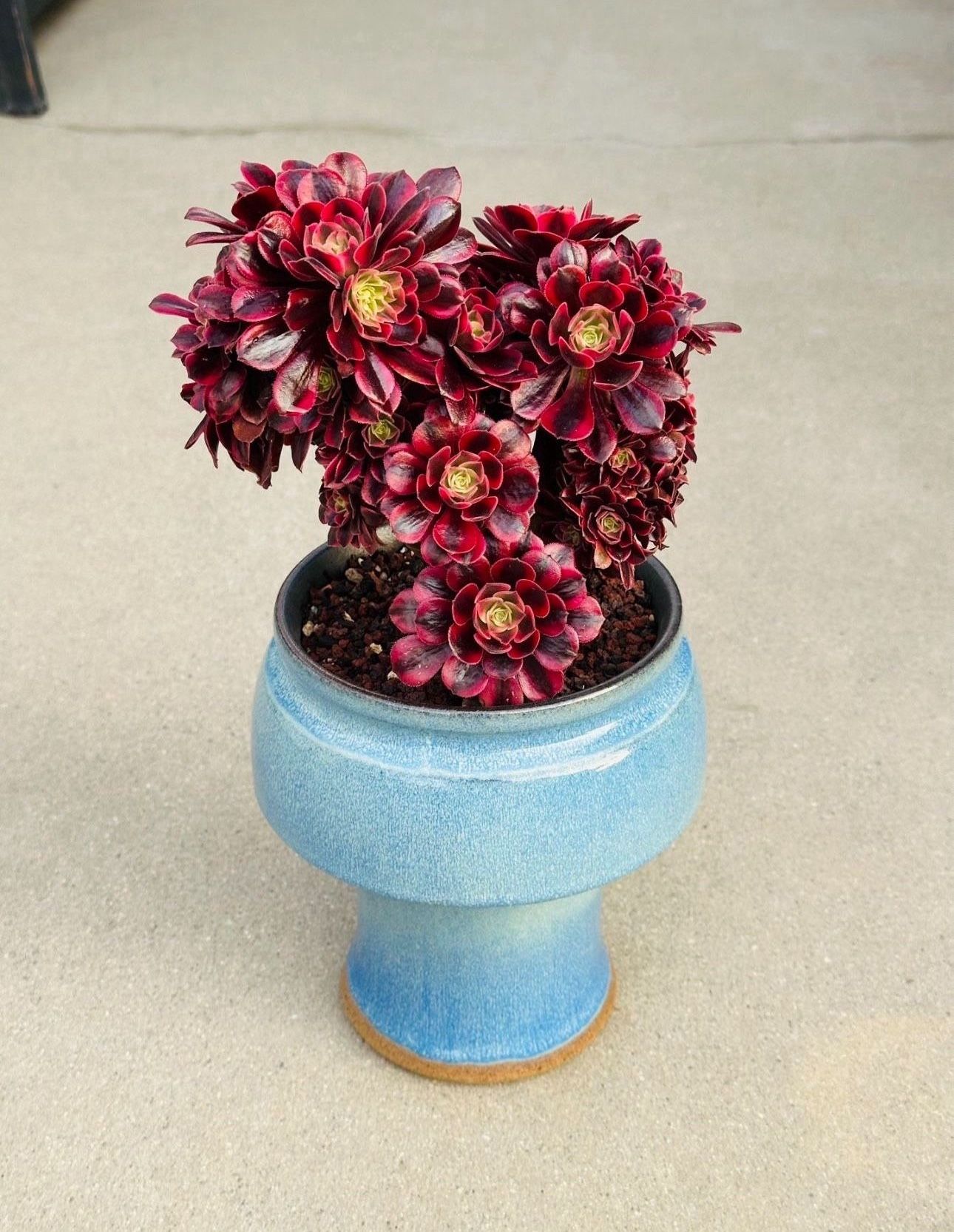 Succulents plants (Aeonium Medusa Rare Succulent)