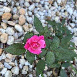 Healthy Fast-growing ROSE 🥀 plant 🪴- Dark Pink, Perennial 