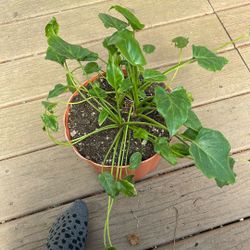 Philodendron house plants