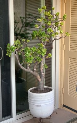 Jade Tree