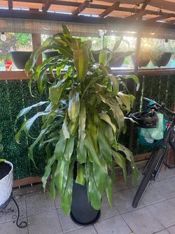 Indoor Plants