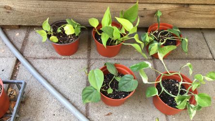 $5/pot indoor starter plant 4-6” pot p/u 3.4 blocks from McGeorge law school