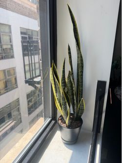 Snake plant