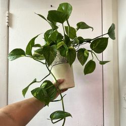 Golden Pothos 