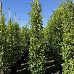 Ficus Nitida Indian Laurel Hedge 