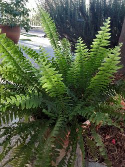 Potted fern