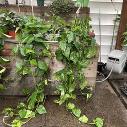 ~4-4.5ft huge/full/lush pothos with thick stems/big leaves, exact plant; 95820