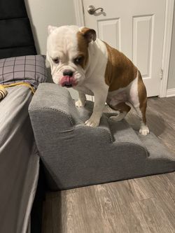 Soft Doggy Stairs