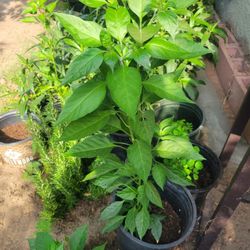 Mexican Chili Plant