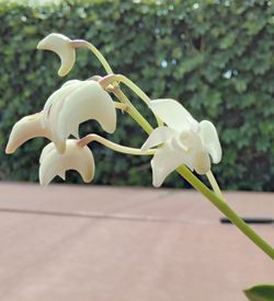 Dendrobium Kingianum Orchid Aceae - $10 each