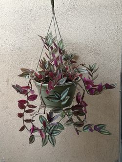 Tradescantia Pendula