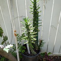 Eve's Pin Cactus Plant