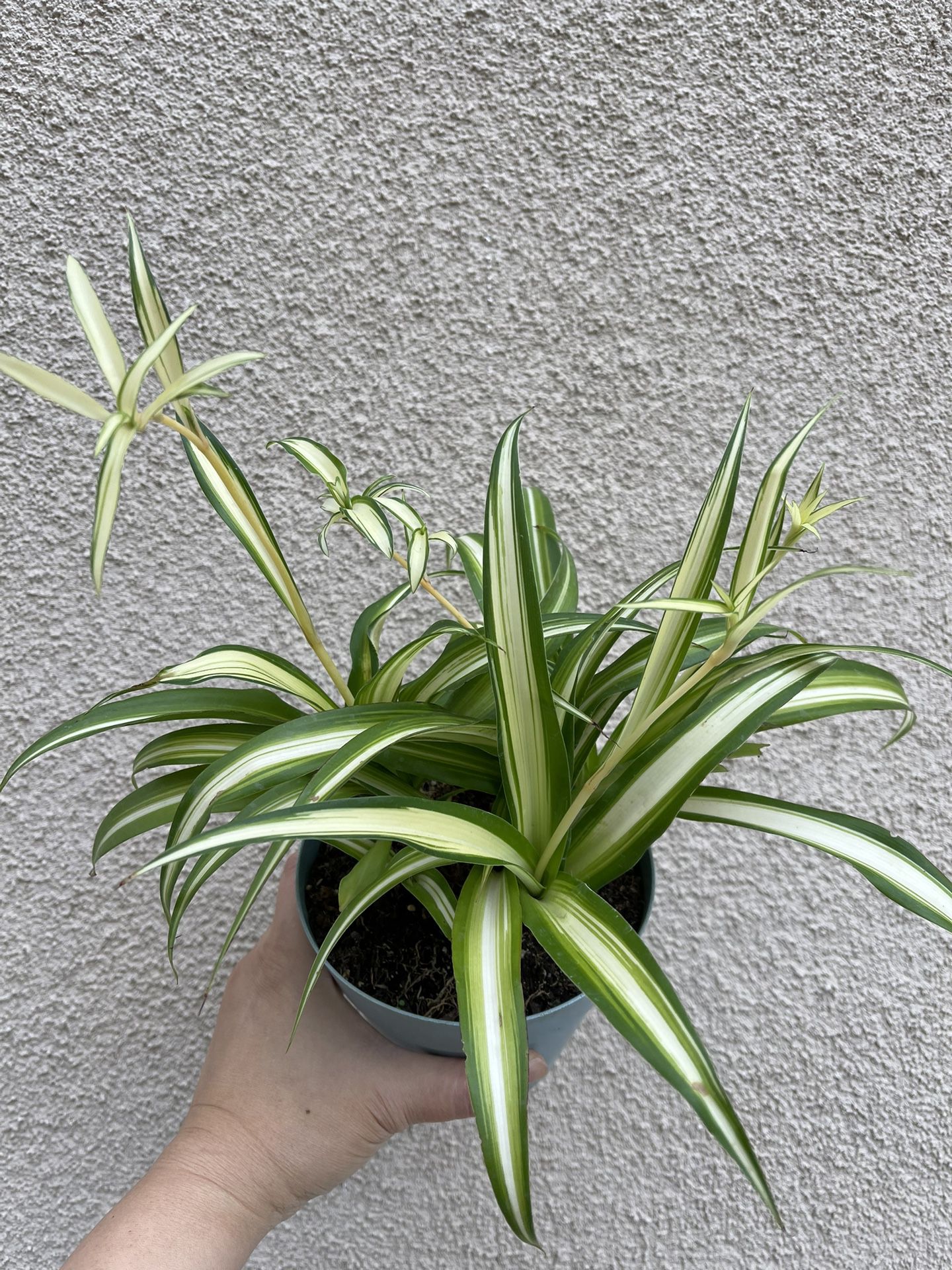 Beautiful Variegated Spider Plant 