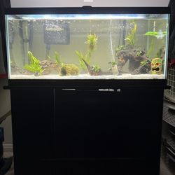 45 Gallon Complete Aquarium Setup – Everything You Need to Start (Filter, Stand, Supplies)
