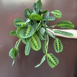 6” Maranta Leuconera Lemon Lime