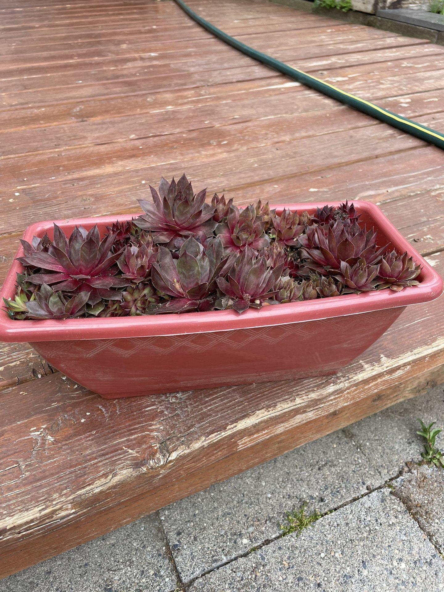 Succulents