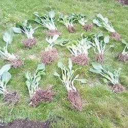 Hosta Plants For Sale $1. each