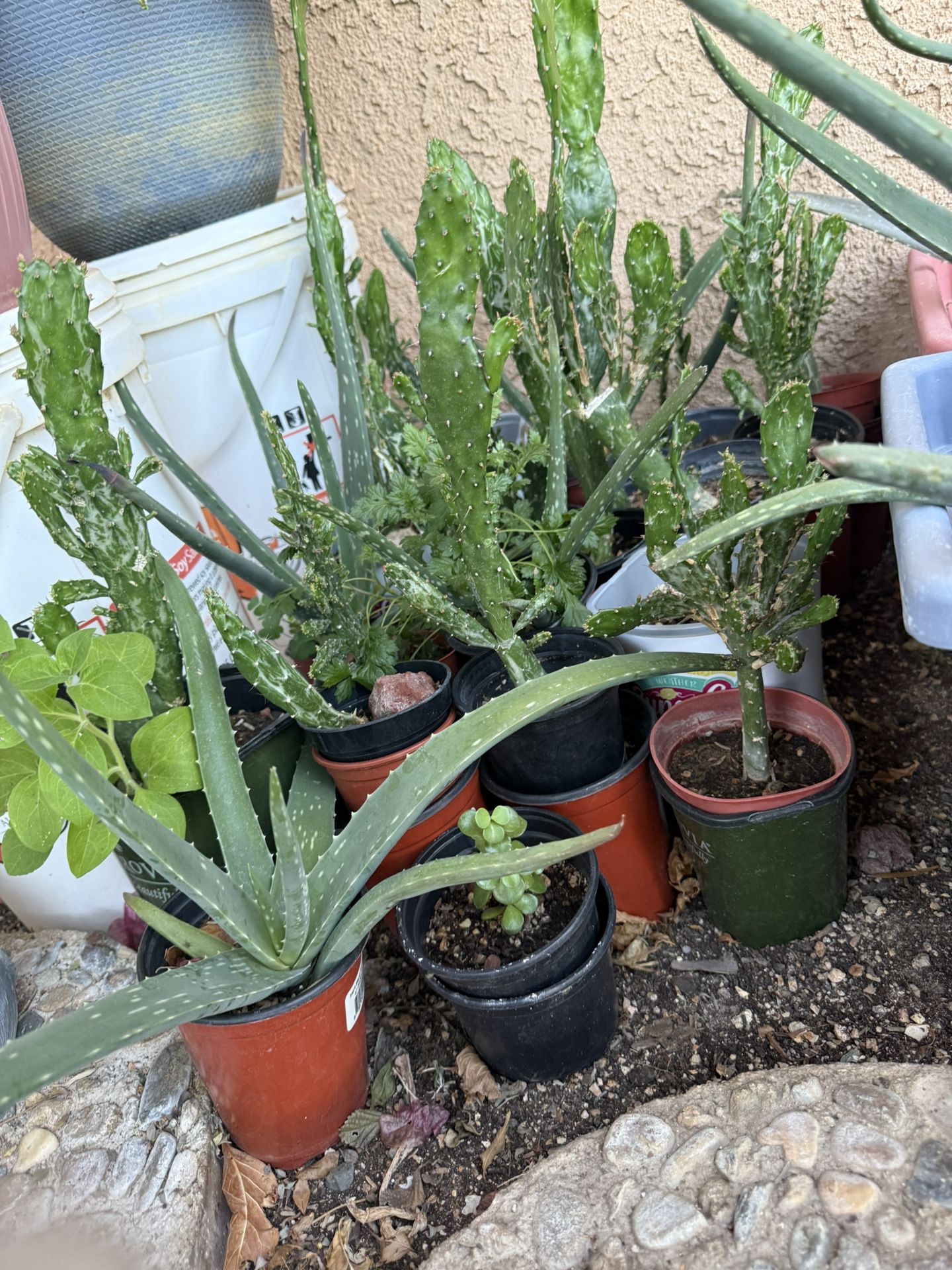 Individual Potted Plants for Sale