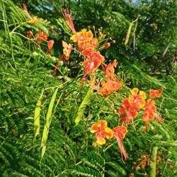 Pride Of Barbados 