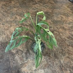 5” Big Adansonii Mint (big Leafs )