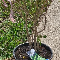 button sage 3 gallon