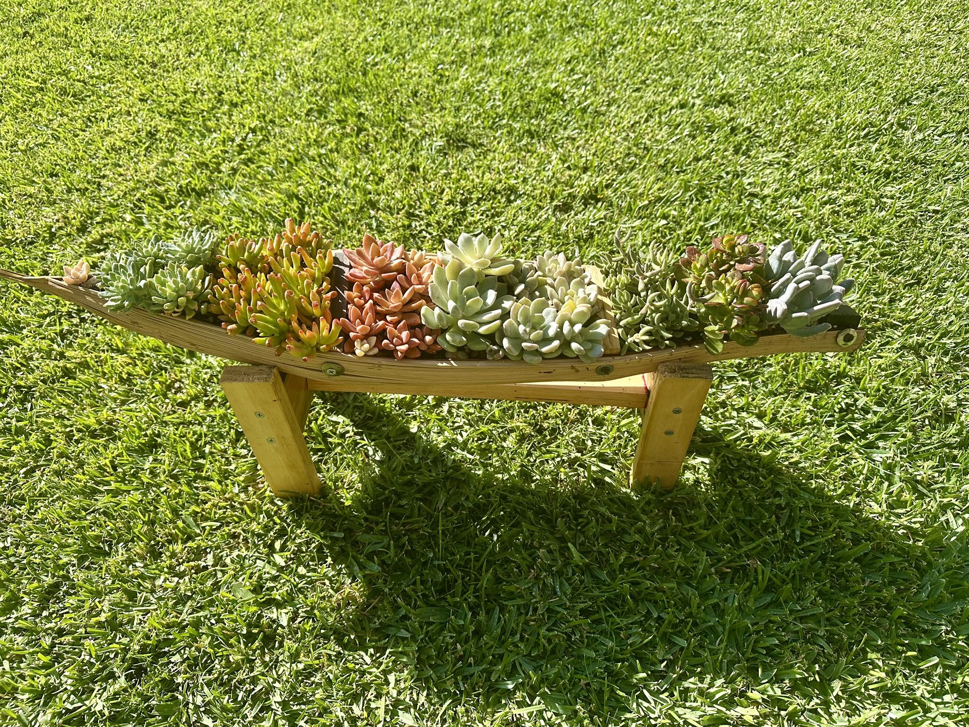 Succulent Arrangement