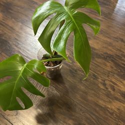 Monstera Deliciosa Plant (pls Read Description Below)