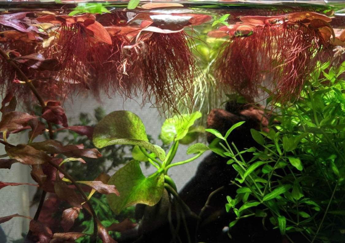 Rare Red Root Floater Aquarium Plant Floating Shrimp Fish Fry Tank Pond