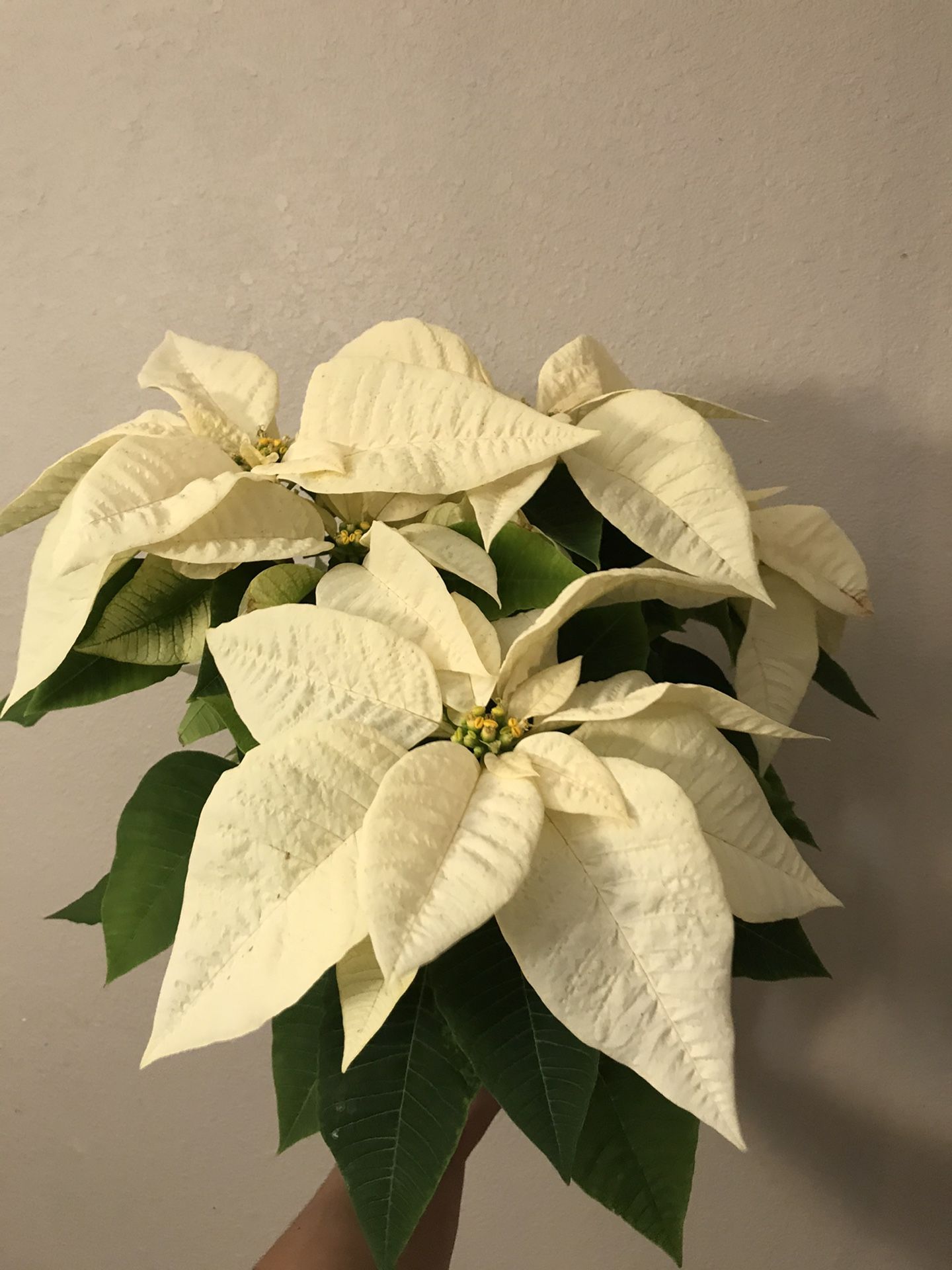 white poinsettia flower plant